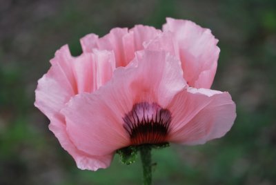 Papaver orientale - mák východní - detail květu (2)